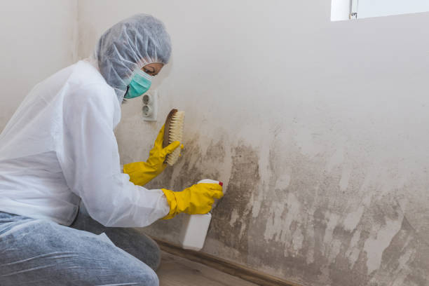 Mold Removal for HVAC Installations in Fairfax, OH